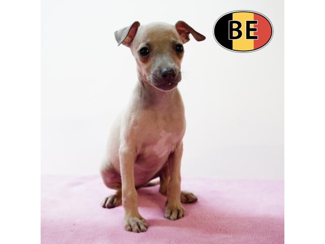 Photo Elégants chiots Petit Levrier Italien à vendre image 5/6