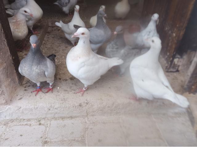 Photo Elevage de pigeons TEXANS autosexables image 5/5