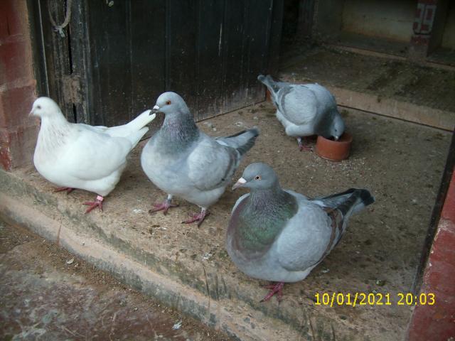 Photo Elevage familial de la race pure pigeon TEXAN autosexable image 5/6