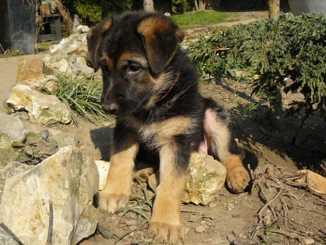 Photo FEMELLE BERGER ALLEMAND PURE RACE DESIRE FAMILLE ADORABLE image 5/5