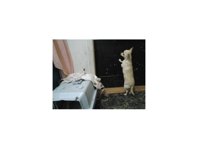 Photo Femelle chihuahua de 6 mois 5lbs couleur beige image 5/5