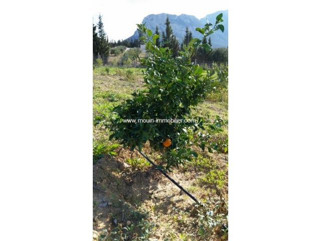 Photo Ferme La Colombe T 465 Mornag image 5/6