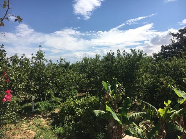 Photo FERME LES BOUGAINVILLIER Hammamet T515 image 5/6
