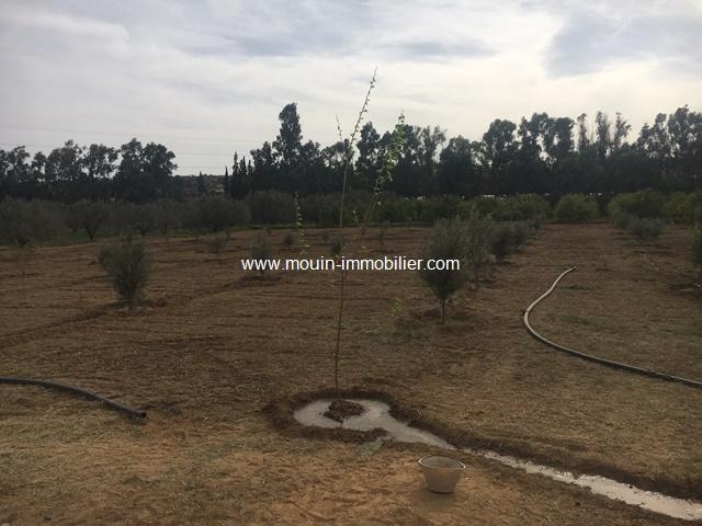 Photo Ferme Nocturne T614 Hammamet image 5/5