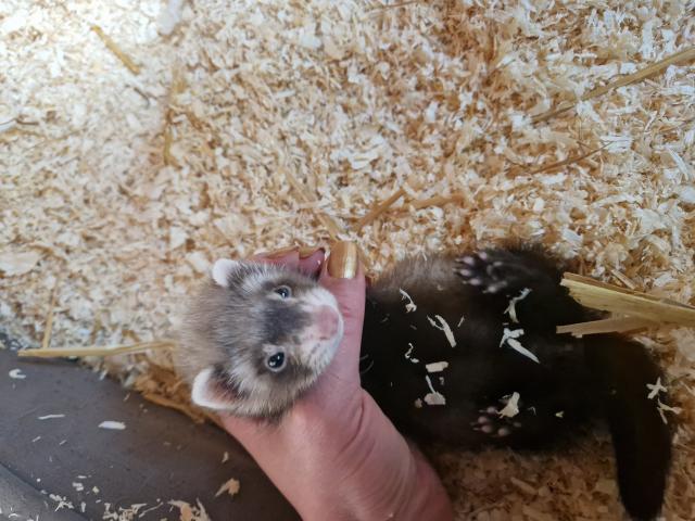 Photo Furetons 2 males et 2 femelles image 5/5