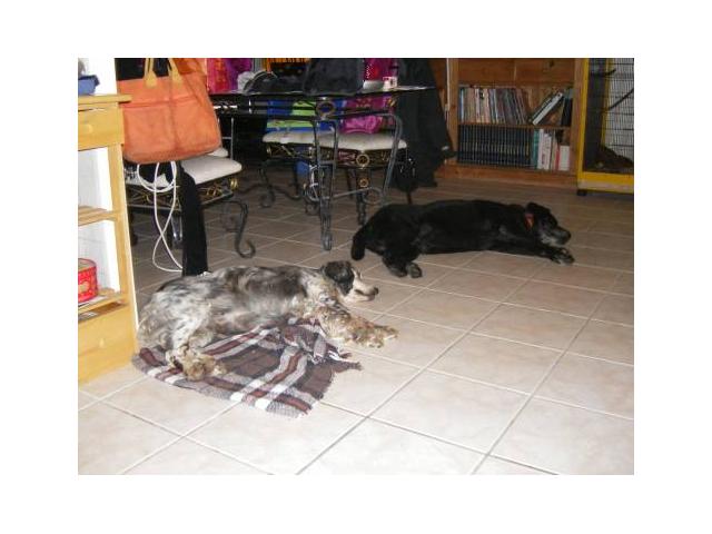 Photo Garde chiens familiale image 5/6