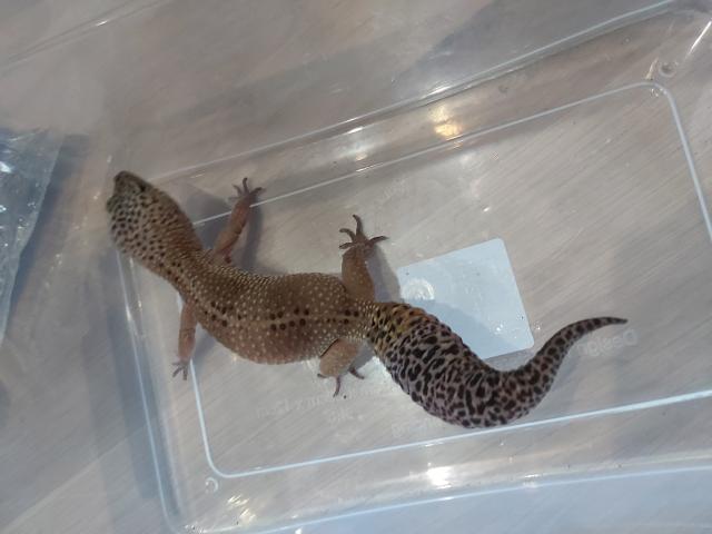 Photo Gecko léopard femelle image 5/5