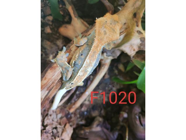 Photo Geckos à crête (2 femelles et 1 mâle) image 5/6