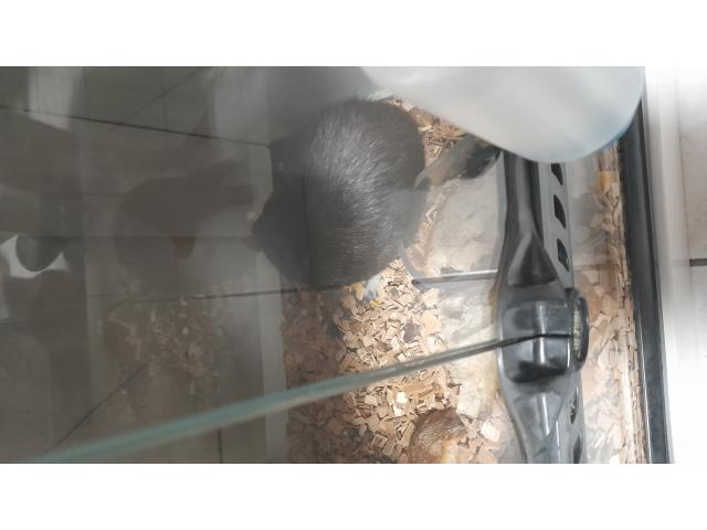 Photo Grand vivarium + 2 python image 5/6