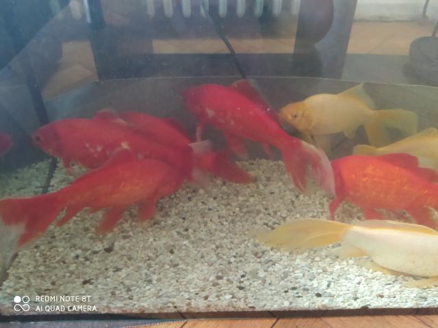 Photo Grands poissons rouges/dorés à vendre image 5/5