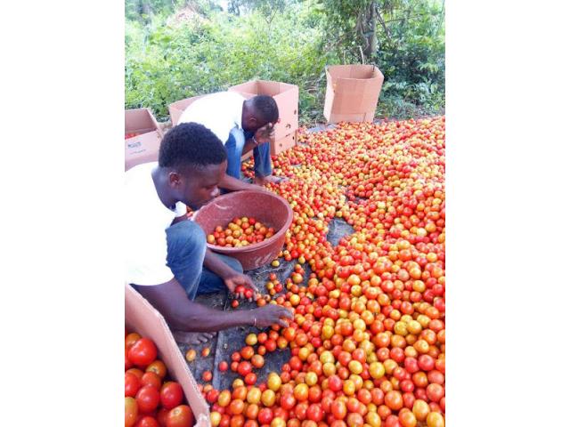 Photo INVESTIR DANS L'AGRICULTURE image 5/5