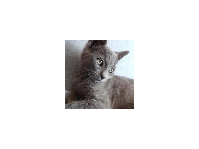 Photo je cherche un chaton sur dinant image 5/6