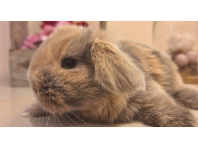 Photo Jeunes lapins nains bélier image 5/6