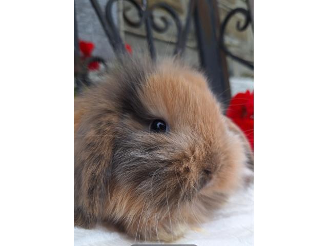 Photo Jeunes lapins nains bélier image 5/5