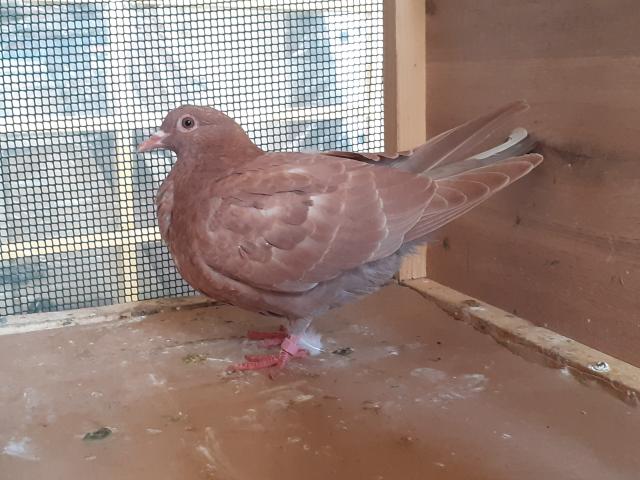 Photo JEUNES PIGEONS ROUGES CHOCOS image 5/6