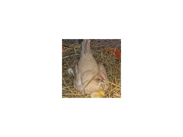 Photo jeunes poules sebright citron ou blanc ou brun ou argenté image 5/6