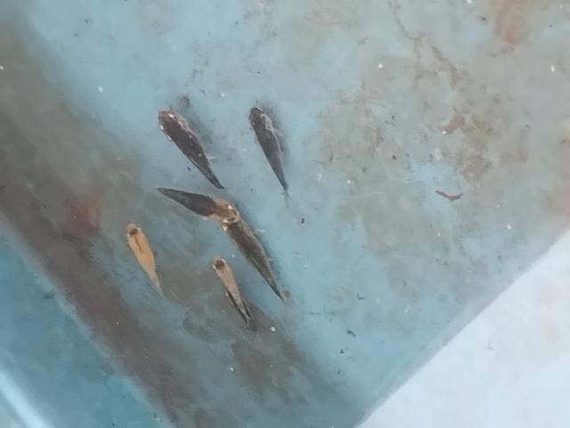 Photo Koii image 5/6