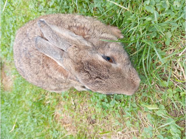 Photo Lapin croisé image 5/6