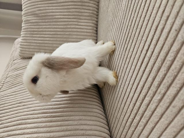 Photo Lapin minilop image 5/6
