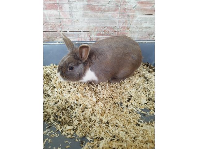 Photo Lapin nain image 5/6