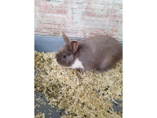 Photo Lapin nain image 5/6