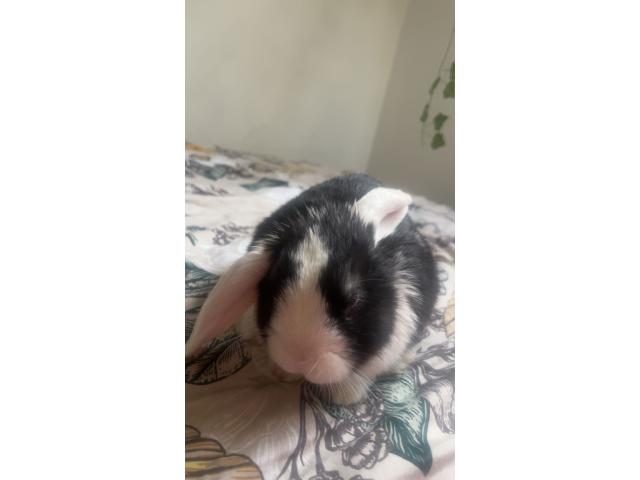 Photo Lapin nain hollandais oreilles tombantes image 5/6