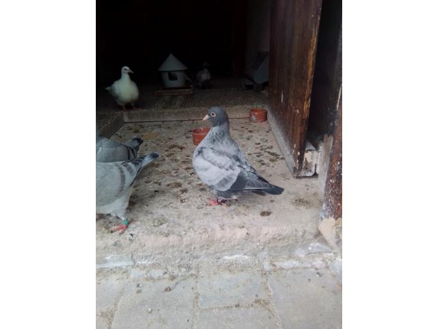 Photo Le pigeon TEXAN autosexable image 5/6