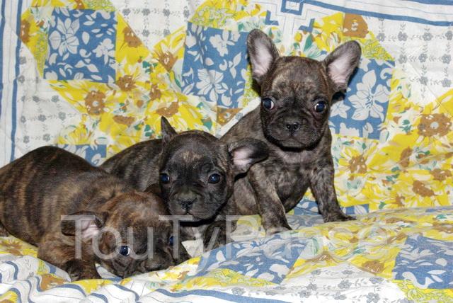 Photo Les chiens de la Bistade élevage de jack russel, bouledogue, cockers, teckels, westies, spitz, boxer image 5/5