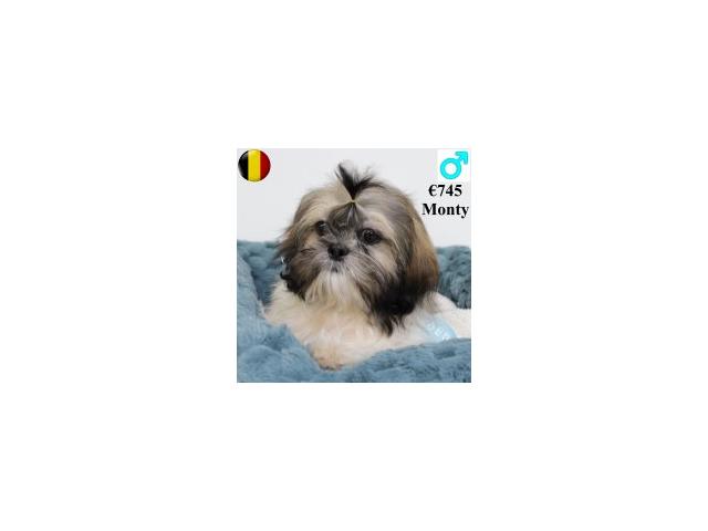 Photo Lhassa Apso - jeunes chiens nés en 09-10/2024 image 5/6