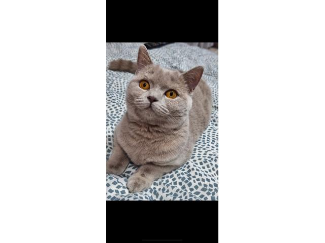 Photo Magnifique chaton British shorthair image 5/5
