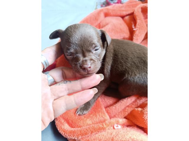 Photo Magnifique chiot chihuahua image 5/5
