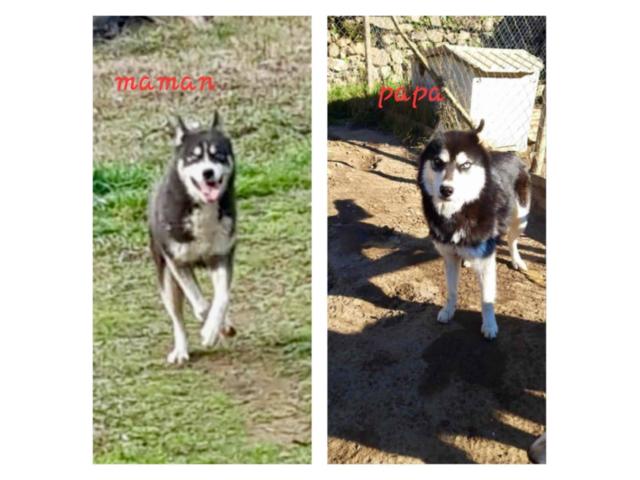 Photo magnifique chiot husky sibérien disponible image 5/5