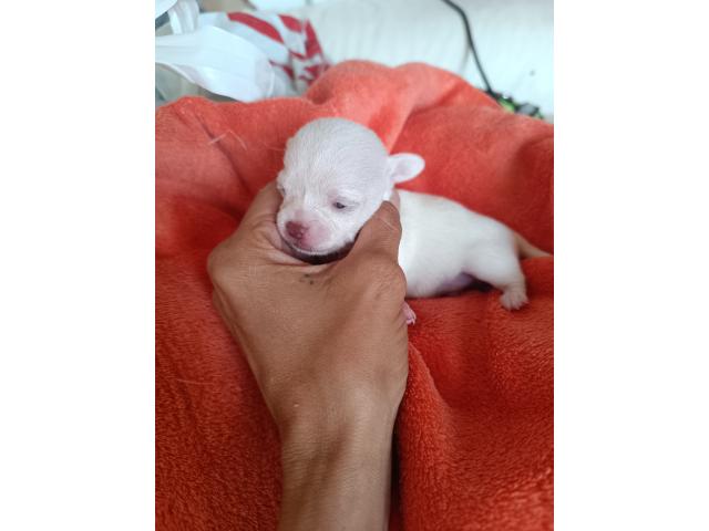 Photo Magnifique chiots image 5/5