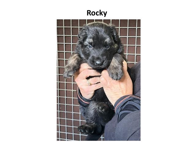 Photo magnifique chiots berger allemand image 5/6