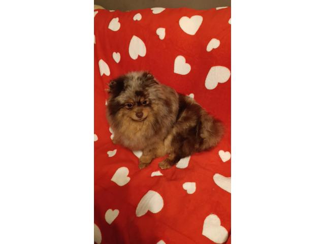 Photo magnifique pug pom (Carlin Loulou de Poméranie) image 5/5