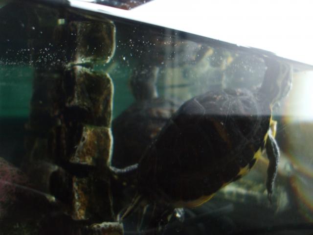 Photo Magnifique tortues aquatique verte et jaune avec leur vivarium. image 5/6