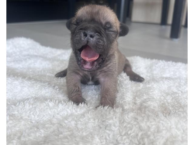 Photo Magnifiques bouledogue français image 5/6