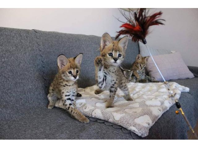 Photo magnifiques chatons serval et caracal image 5/6