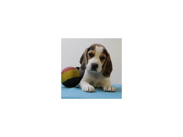 Photo Magnifiques chiots Beagle image 5/6