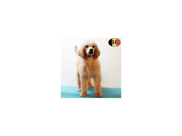 Photo Magnifiques chiots Caniche Royal image 5/6