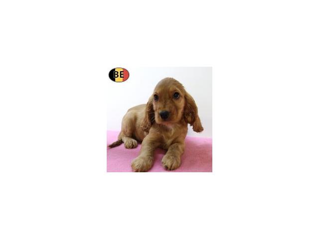 Photo Magnifiques chiots Cocker anglais roux image 5/6