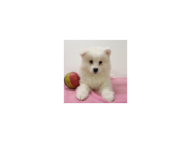 Photo Magnifiques chiots Samoyede image 5/6