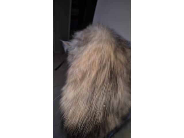 Photo Maine coon image 5/6