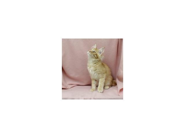 Photo Maine Coon - Splendides chatons à vendre image 5/6