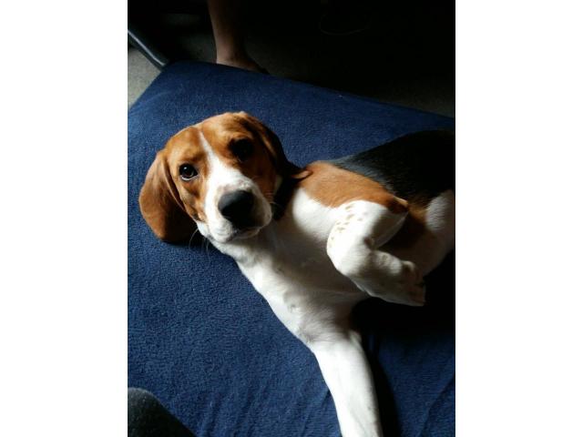 Photo Mâle Beagle de 9 mois pour saillie image 5/6