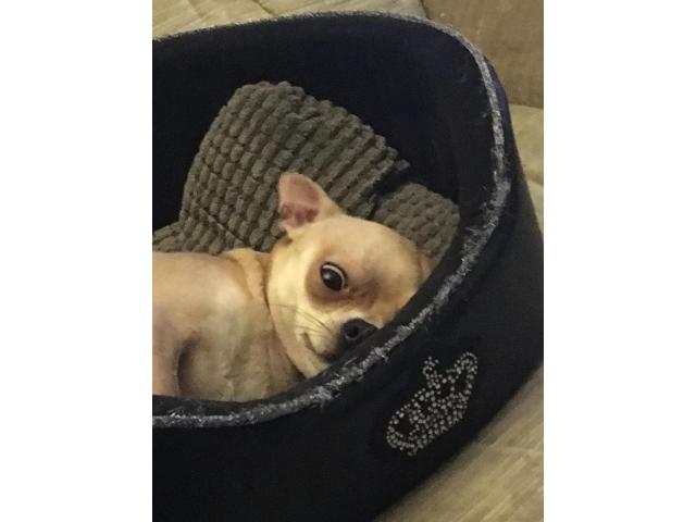 Photo Mâle chihuahua pour saillie image 5/6