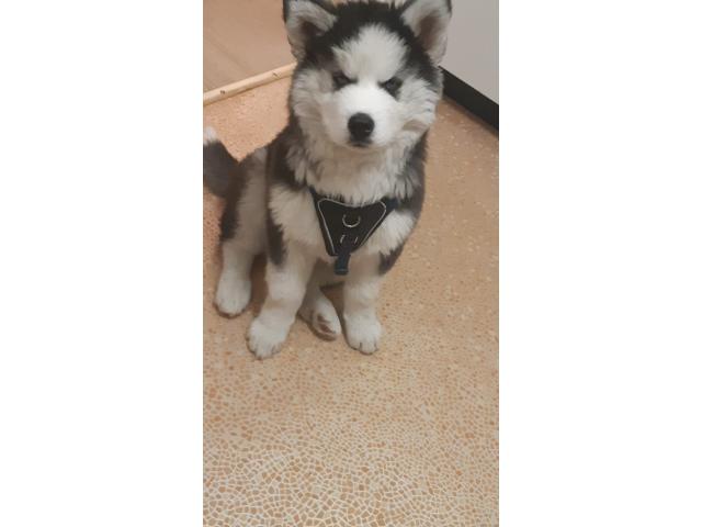 Photo Mâle husky pour saillie image 5/6
