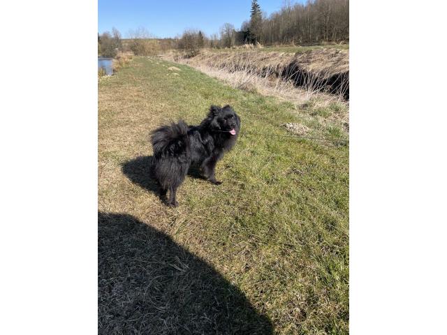 Photo Mâle pour la Saillie spitz allemand image 5/6
