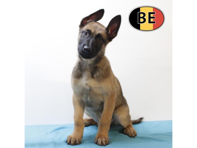 Photo Malinois - Splendides chiots à vendre image 5/6