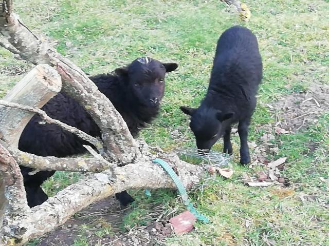 Photo Moutons Ouessant pure race image 5/6